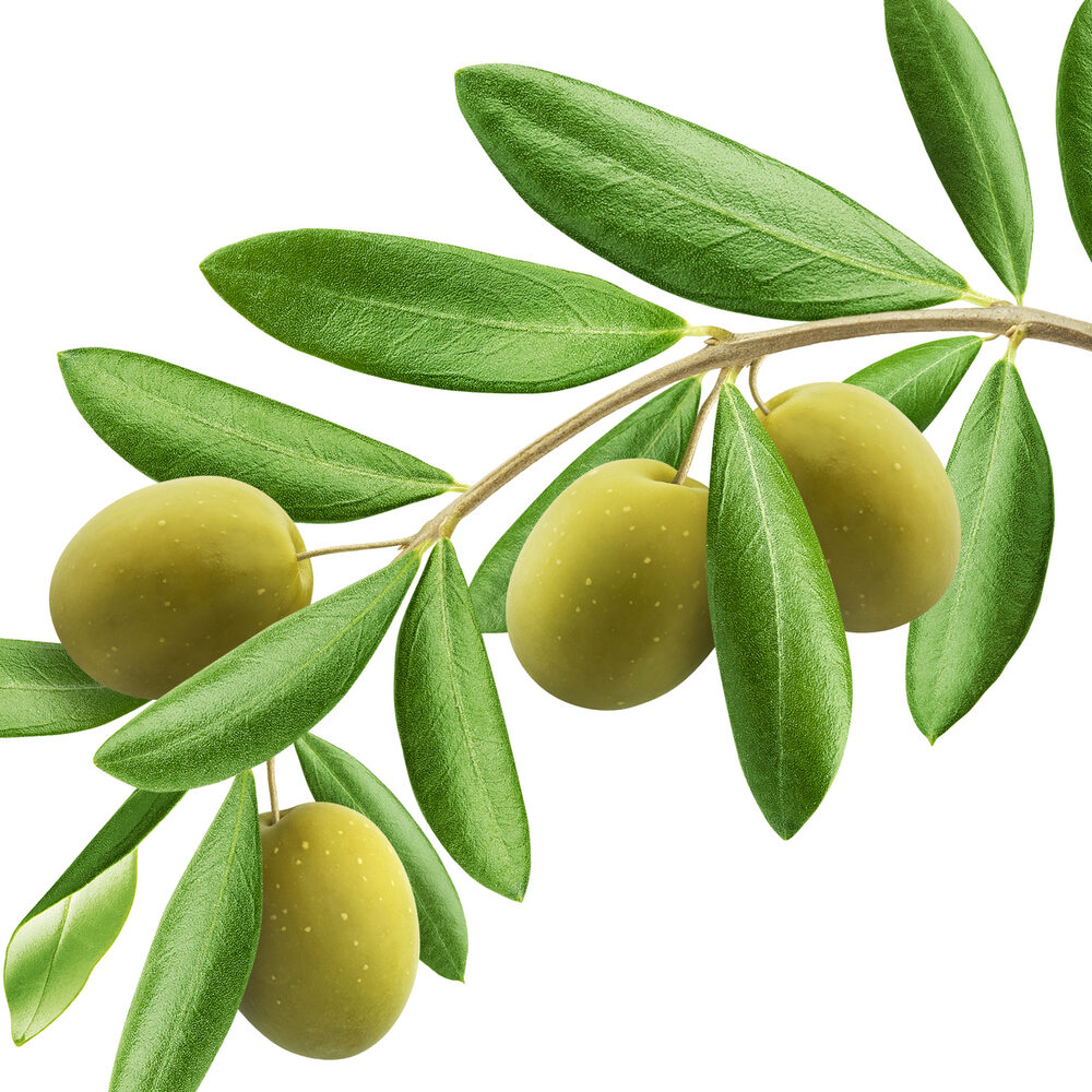 olive_leaf